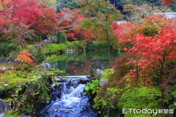 ▲▼京都永觀堂紅葉。（圖／記者蔡玟君攝）