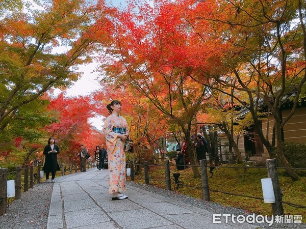 ▲▼京都永觀堂紅葉。（圖／記者蔡玟君攝）