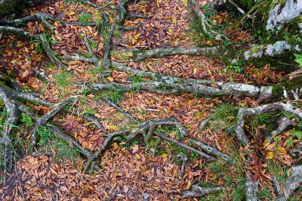 盤根錯結的樹根與山毛櫸落葉。