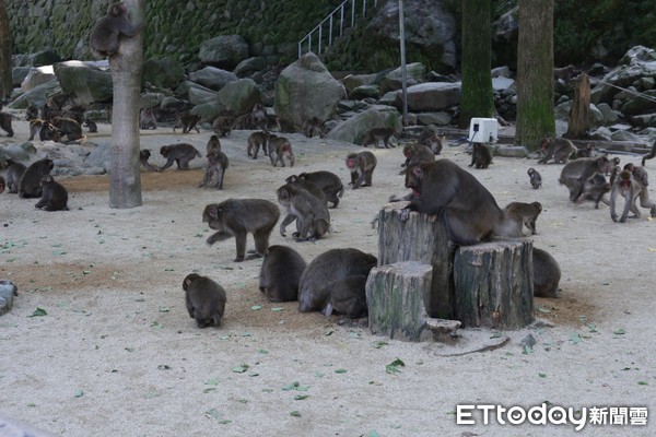 ▲▼高崎山自然動物園。（圖／記者蔡玟君攝）