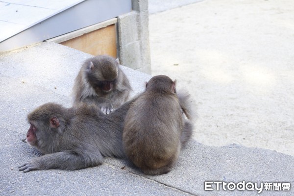 ▲▼高崎山自然動物園。（圖／記者蔡玟君攝）