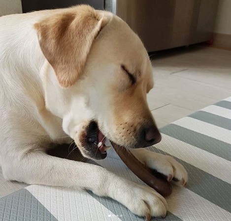 拉拉頭栽進土裡:我沒睡著哦!(圖/翻攝自Instagram帳號@oh.seung.a)