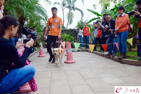 畢業考全通過啦！導盲犬戴學士帽、趴草地拍照，年底準備上崗（圖／廣州日報）