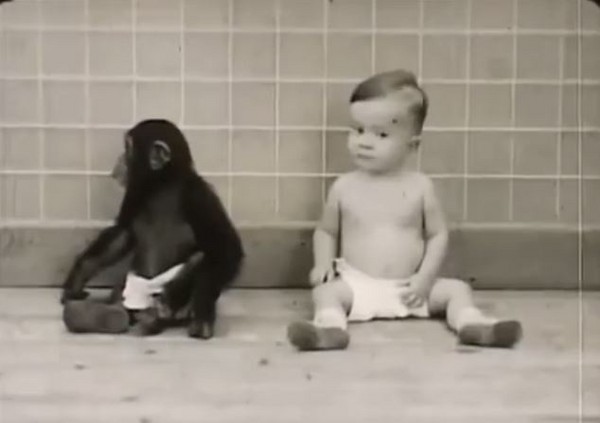 心理學家帶猩猩回家實驗，猩猩表現更勝人類，兒子卻成半隻猩猩（圖／截自izlesene影片）