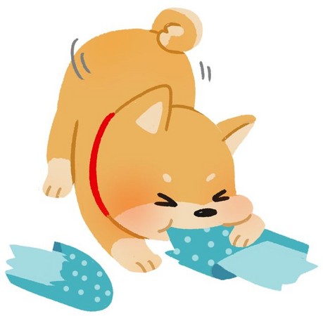 【汪汪行為學】拖鞋有這麼好吃?狗狗為什麼就愛這一味!?(圖/毛起來 MaoUp)