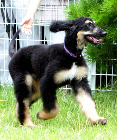 ▲全球第一隻複製犬「史努比」2005年誕生時的模樣，(圖／達志影像／美聯社)     