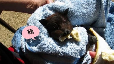 黑嚕嚕狐蝠寶寶被車撞，獲救吃香蕉塞滿小臉頰～（萌）
