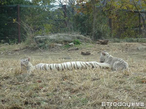 ▲群馬野生動物園「叉肉餵獅子」　舌頭都要伸進鐵窗了！（圖／記者嚴云岑攝）