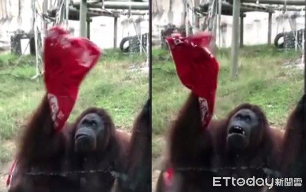 ▲紅毛猩猩學保育員「擦玻璃」　園方笑：很努力賺加班費。（圖／壽山動物園提供，請勿隨意翻拍，以免侵權。）