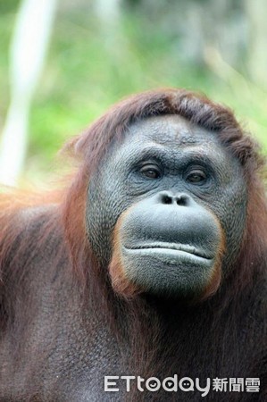 紅毛猩猩學保育員「擦玻璃」　園方笑：很努力賺加班費（圖／壽山動物園提供，請勿隨意翻拍，以免侵權。）