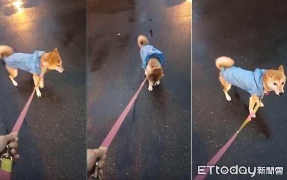 ▲▼你好吵!柴嫌麻雨衣太吵 定原地不走抗議:快去換傘!。(圖/Smile bear熊與柴寶的親子殿堂提供)