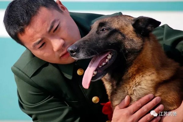 ▲▼江蘇老兵退伍，軍犬咬行李不放。（圖／取自江蘇武警微信）