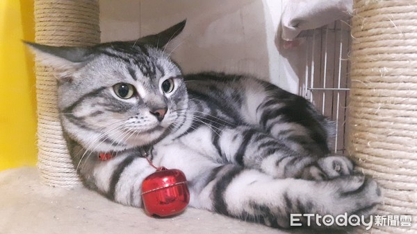 ▲▼好餓!貓結紮後性格大變 跳桌上偷吃菜主用大鈴鐺制服。(圖/網友Esther Chiang提供)