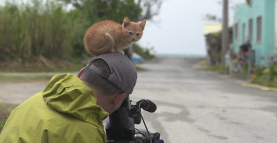 攝影師坐著拍街貓，小奶貓見了朝他蹭、最後一屁股坐他頭上