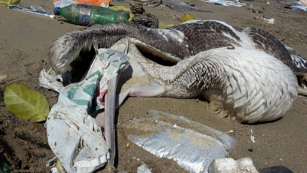 ▲海洋生物正遭受塑膠垃圾的威脅。（圖／取自臉書／Local Ocean Conservation）
