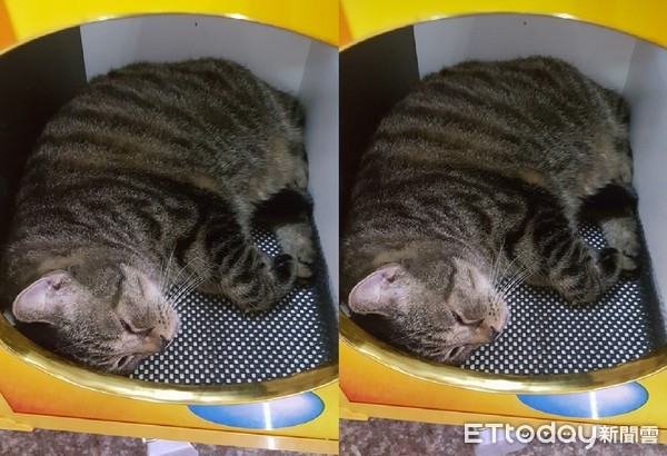 ▲娃娃機洞口有一隻貓！原來是幫忙顧店太累...睡著了。（圖／網友徐馷圻提供。）