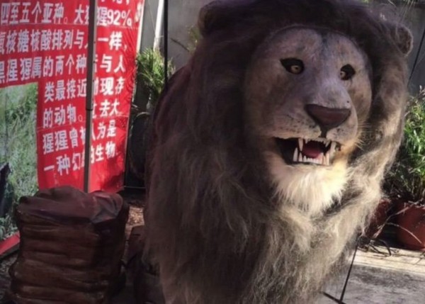 ▲大陸最近被爆出現「仿真動物園」，裡面的獅子竟然只是大型玩具！（圖／翻攝自大陸網站）