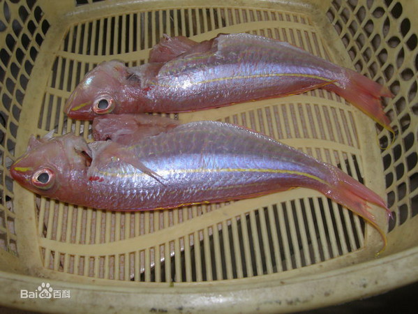 ▲金線魚，俗名金線鰱、黃線、紅三、紅衫魚。（圖／翻攝自百度百科）