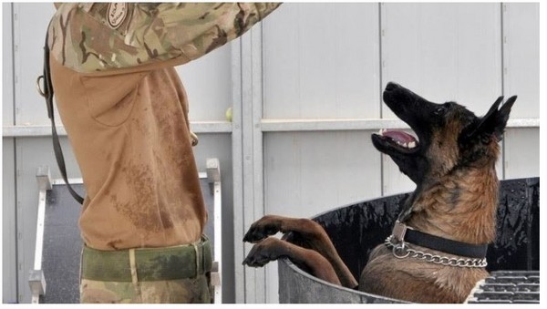 戰場上救命卻被安樂死　「37萬人聯署集氣」成功救軍犬。（圖／翻攝自change.org網站）