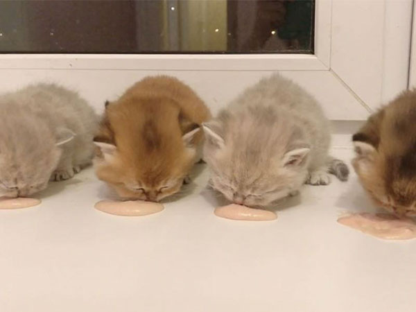 ▲俄國4小貓排排坐吃肉泥。（圖／翻攝自影片／Instagram／cattery_greycat）