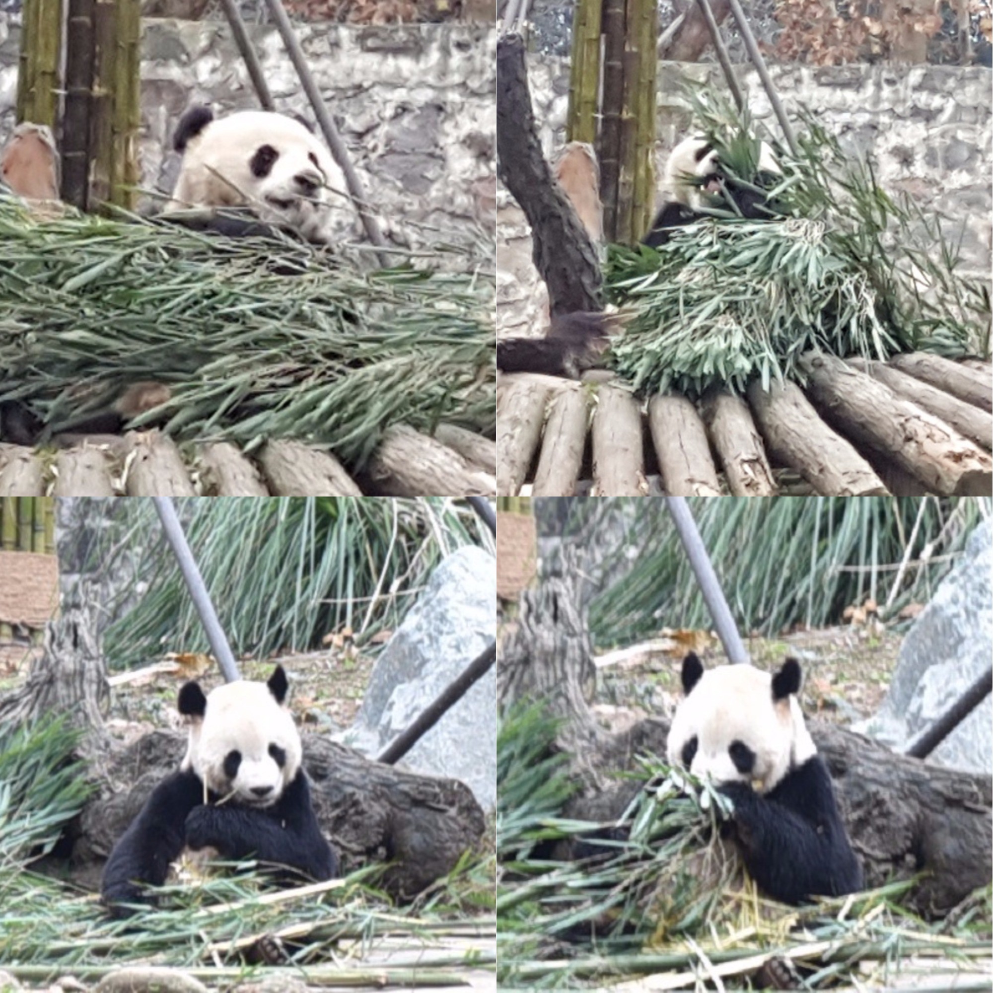 四川熊貓樂園。（圖／記者黃琬茹攝）