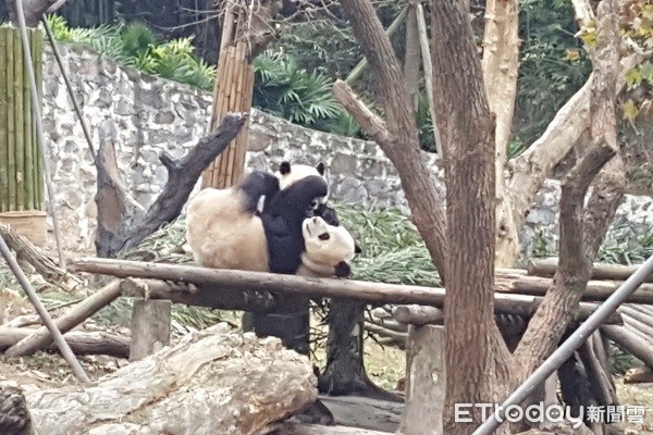 四川熊貓樂園。（圖／記者黃琬茹攝）