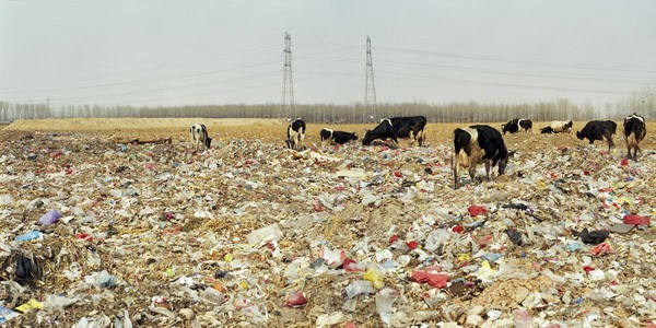 《垃圾圍城》北京市郊牛隻在垃圾場放牧的景象讓人怵目驚心。（王久良提供）
