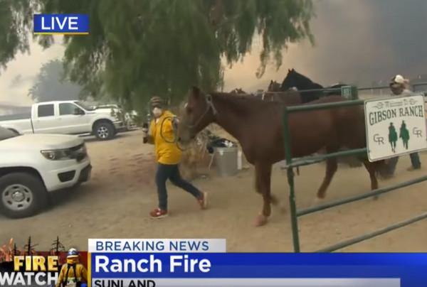 記者採訪野火救馬。（圖／翻攝自CBS Los Angeles）
