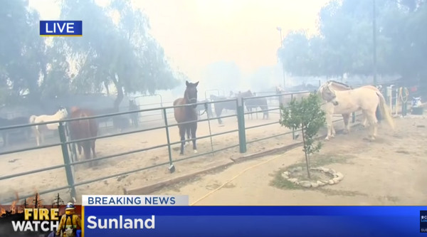 記者採訪野火救馬。（圖／翻攝自CBS Los Angeles）