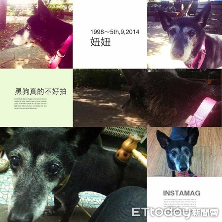 愛犬過世...「飛」澳洲告別！每年冬天想起妳，也讓我想起愛（圖／禽獸姐授權提供）