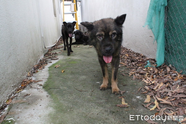 ▲廚師離家...14隻狗斷糧啃「同伴屍」充飢，滿屋排泄物。（圖／SPCA (HK) 香港愛護動物協會提供，請勿隨意翻拍，以免侵權。）