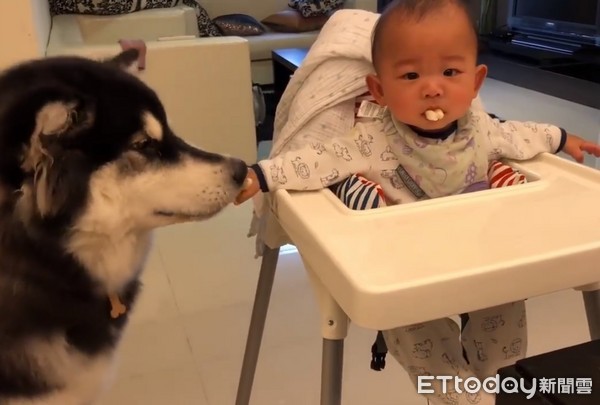 沒有們搶弟弟米餅。（圖／沒有門＆鐵支的成長日記.Our Malamute and boy.提供）