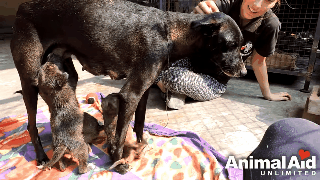 ▲▼志工救回3隻被焦油黏住的小狗。（圖／翻攝自印度動物救援組織，Animal Aid Unlimited）