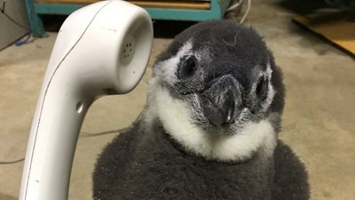 「企鵝專線你好~」日動物園小企鵝搶接電話　下秒攤肚肚塞乃