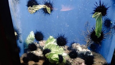 水族箱「丟高麗菜」海膽瘋搶！療癒樣日網全融化：好像在拔河