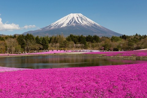 ▲2018年全球賞花攻略。（圖／五福旅遊、shutterstockｗ提供）