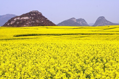 ▲2018年全球賞花攻略。（圖／五福旅遊、shutterstockｗ提供）