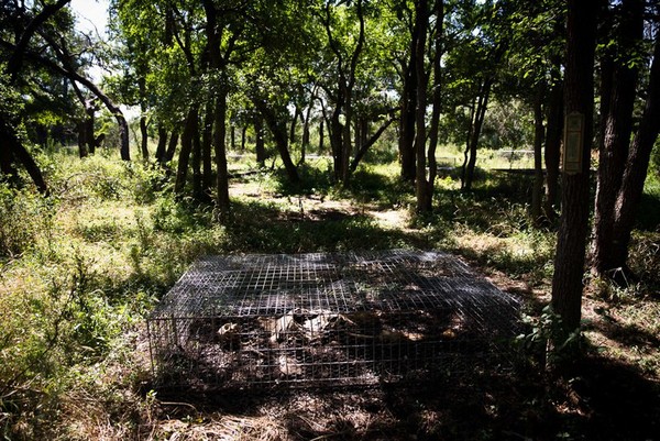 ▲德州的屍體農場。（圖／翻攝.texastribune.org網站）