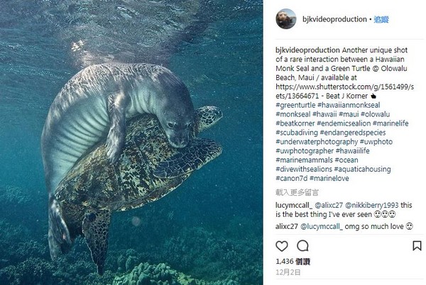 ▲▼ 美國夏威夷海岸有隻海龜遭釣魚線纏身，海豹助牠脫困好溫馨，狂吸12萬網友按讚。（圖／翻攝自Instagram／bjkvideoproduction）