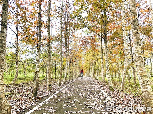 ▲大農大富平地森林園區。（圖／記者曹悅華攝）