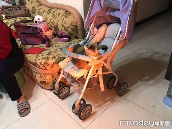 又暴露身分了!友問貓在幹嘛 舞麥媽抹臉:躺著看大陸尋奇...(圖/「I Love 紅鬣蜥tima&小虎&うまい&太郎」授權提供)