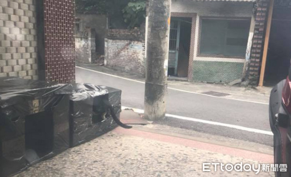 ▲▼不忍浪貓凍壞縮成球...她們撿紙箱做「避風窩」還餵罐補身。(圖/網友張皓授權提供)