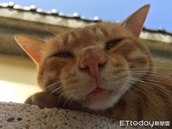 正要下山...阿橘「攔轎」抱輪胎 醫生我這裡痛痛要罐罐才會好~(圖/網友陳瑩薇授權提供)