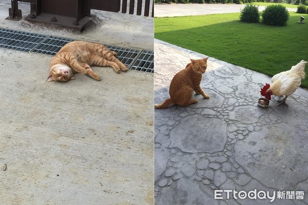 正要下山...阿橘「攔轎」抱輪胎 醫生我這裡痛痛要罐罐才會好~(圖/網友陳瑩薇授權提供)