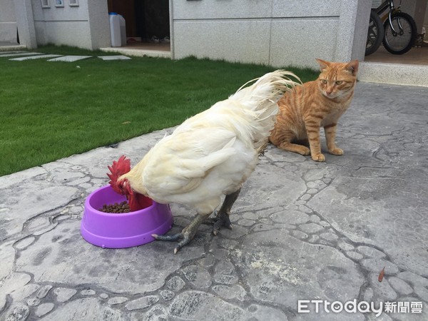 正要下山...阿橘「攔轎」抱輪胎 醫生我這裡痛痛要罐罐才會好~(圖/網友陳瑩薇授權提供)