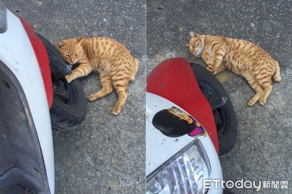 正要下山...阿橘「攔轎」抱輪胎 醫生我這裡痛痛要罐罐才會好~(圖/網友陳瑩薇授權提供)