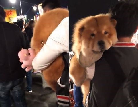 ▲夜市夾中「重量級暖爐娃娃」? 他一把抱在懷裡回頭率超高。(圖/粉絲專頁Polly寶莉&寶爸的幸福生活時光/網友Yu Chih Tsai提供)