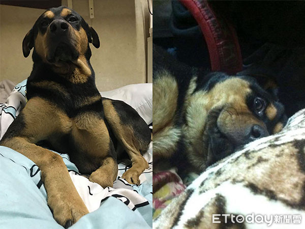 ▲米克斯犬「曾薯b」 。(圖/網友Cherry Tsui授權提供。)
