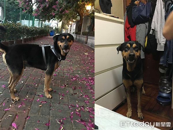 ▲米克斯犬「曾薯b」 。(圖/網友Cherry Tsui授權提供。)