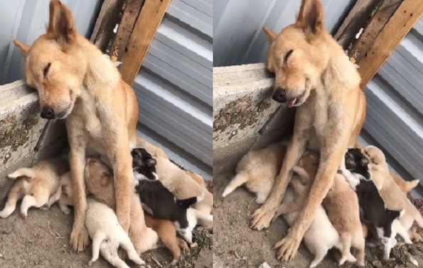 ▲當媽才懂得辛苦!照顧小屁孩快虛脫 狗媽餵奶「靠牆小瞇」。(圖/翻攝自ลักษณ์ภัสสร เจริญรัตน์臉書)